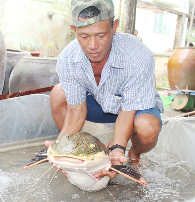 Bạc[-]Liêu:[-]Bắt[-]được[-]cá[-]trê[-]đuôi[-]đỏ[-]quý[-]hiếm[-]nặng[-]15kg