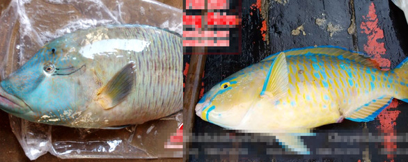 Những[-]người[-]thích[-]'ăn[-]vật[-]lạ'[-]kích[-]thích[-]tàn[-]phá[-]môi[-]trường[-]biển