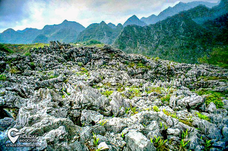 Tiềm[-]năng[-]và[-]giải[-]pháp[-]bảo[-]tồn[-]tài[-]nguyên[-]cây[-]thuốc[-]tại[-]Công[-]viên[-]địa[-]chất[-]toàn[-]cầu-[-]Cao[-]nguyên[-]đá[-]Đồng[-]văn