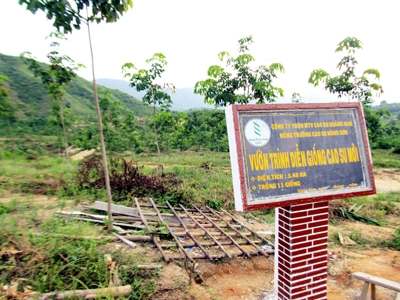 Vườn[-]ươm[-]thử[-]nghiệm[-]chỉ[-]có[-]3,4ha[-]nhưng[-]đã[-]phá[-]tới[-]630ha[-]Ảnh:[-]Nam[-]Cường