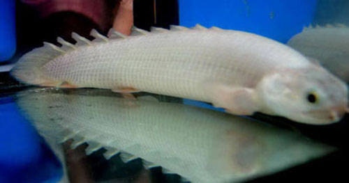 Áo[-]giáp[-]vảy[-]cá[-]rồng