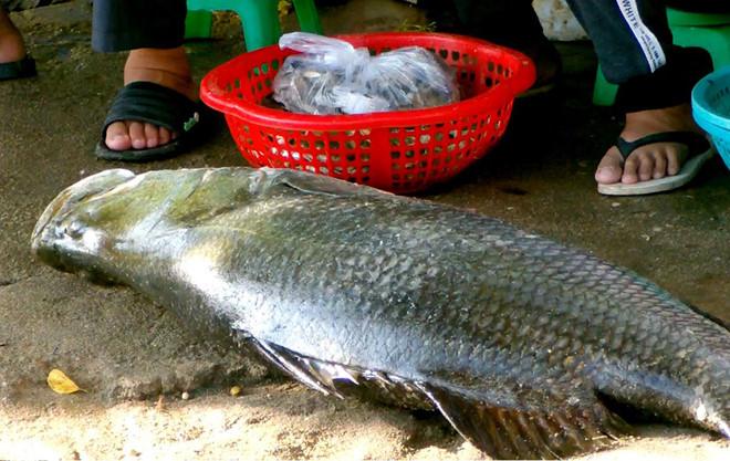 Câu[-]được[-]con[-]cá[-]chẽm[-]‘khủng’[-]trên[-]đầm[-]Nha[-]Phu