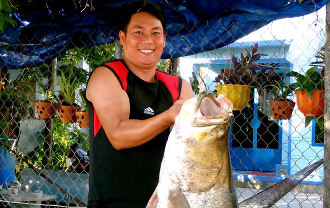 Câu[-]được[-]con[-]cá[-]chẽm[-]‘khủng’[-]trên[-]đầm[-]Nha[-]Phu