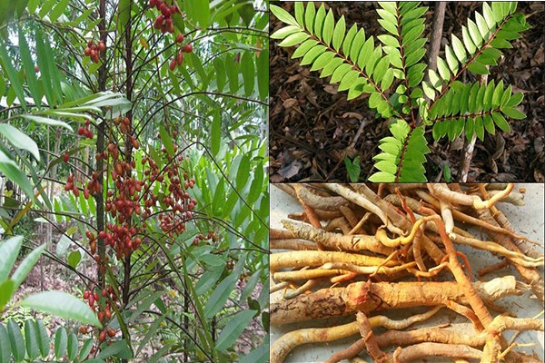 Nghiên[-]cứu[-]thành[-]công[-]tác[-]dụng[-]kháng[-]viêm[-]của[-]cây[-]Bá[-]bệnh