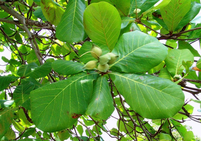Có[-]nên[-]trồng[-]cây[-]bàng[-]trong[-]vườn[-]nhà?