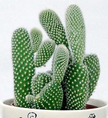 Cây[-]xương[-]rồng.