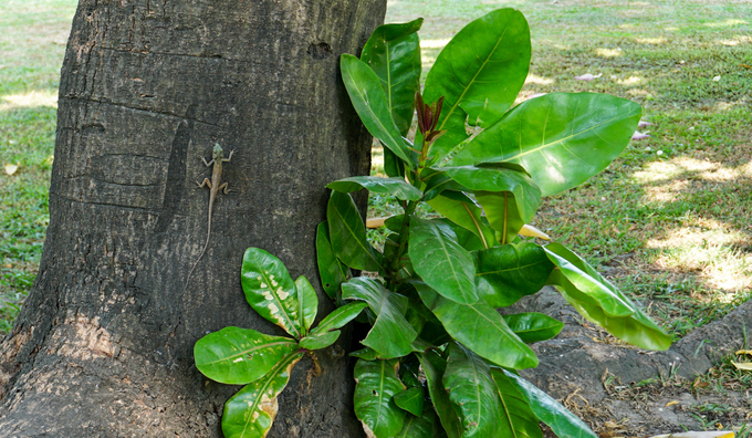 Cây[-]bàng[-]vuông[-]16[-]năm[-]tuổi[-]ở[-]Sài[-]Gòn[-]vào[-]mùa[-]nở[-]hoa