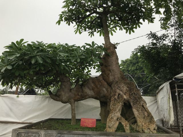 Cây[-]hoa[-]sữa[-]dáng[-]giống[-]voi[-]Bà[-]Triệu,[-]trả[-]6[-]tỷ[-]đồng[-]không[-]bán