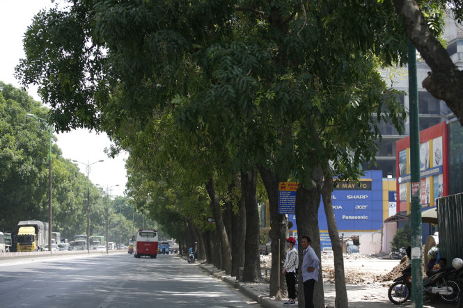 Chặt,[-]di[-]dời[-]1.300[-]cây[-]xanh[-]Hà[-]Nội[-]chỉ[-]mới[-]là[-]đề[-]xuất