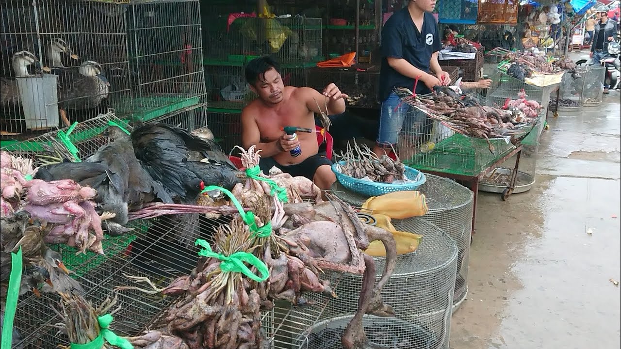 Ủng[-]hộ[-]đóng[-]cửa[-]các[-]chợ[-]bán[-]động[-]vật[-]hoang[-]dã[-]và[-]cấm[-]phá[-]rừng[-]để[-]ngăn[-]ngừa[-]các[-]đại[-]dịch[-]trong[-]tương[-]lai