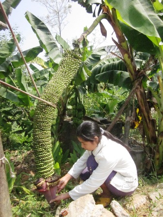 Chị[-]Hồng[-]phải[-]chằng[-]dây[-]buồng[-]chuối[-]khỏi[-]gãy