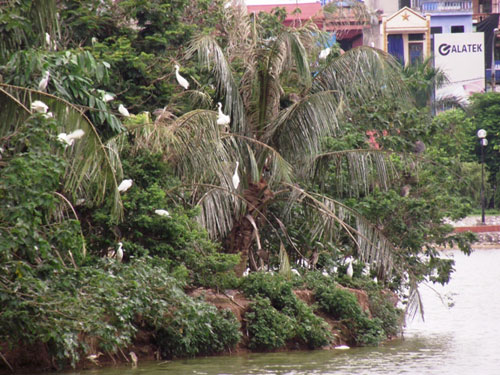 Độc[-]đáo[-]đảo[-]cò[-]giữa[-]lòng[-]thành[-]phố[-]Hưng[-]Yên[-]1