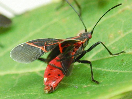 Một[-]con[-]rệp[-]Boxelder.[-]Ảnh:[-]Livescience.