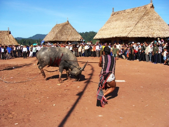 Thu[-]tiền[-]dân[-]300.000[-]đồng/hộ[-]tổ[-]chức[-]lễ[-]đâm[-]trâu!