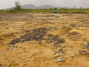 dioxin