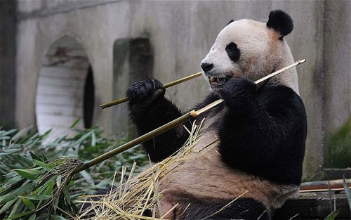 Một[-]con[-]gấu[-]trúc[-]ở[-]Trung[-]Quốc[-]-[-]Ảnh:[-]AFP