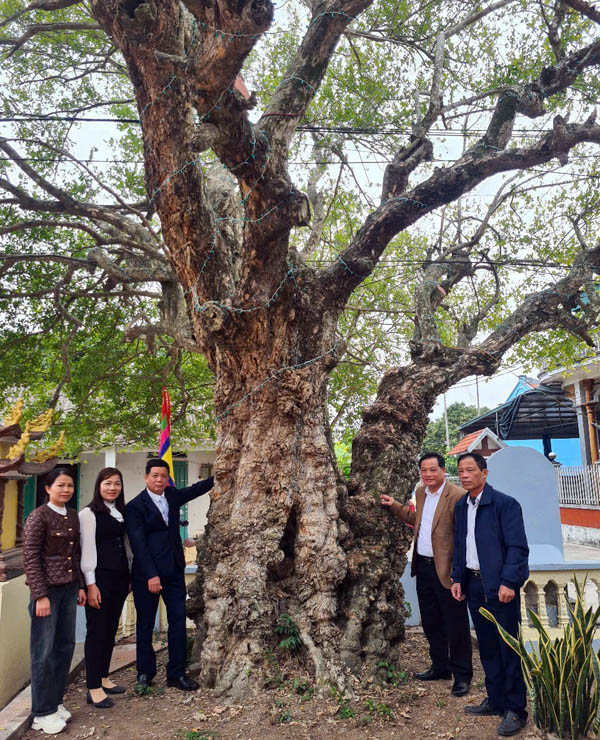 Gần[-]150[-]cây[-]cổ[-]thụ[-]được[-]công[-]nhận[-]là[-]Cây[-]Di[-]sản[-]Việt[-]Nam