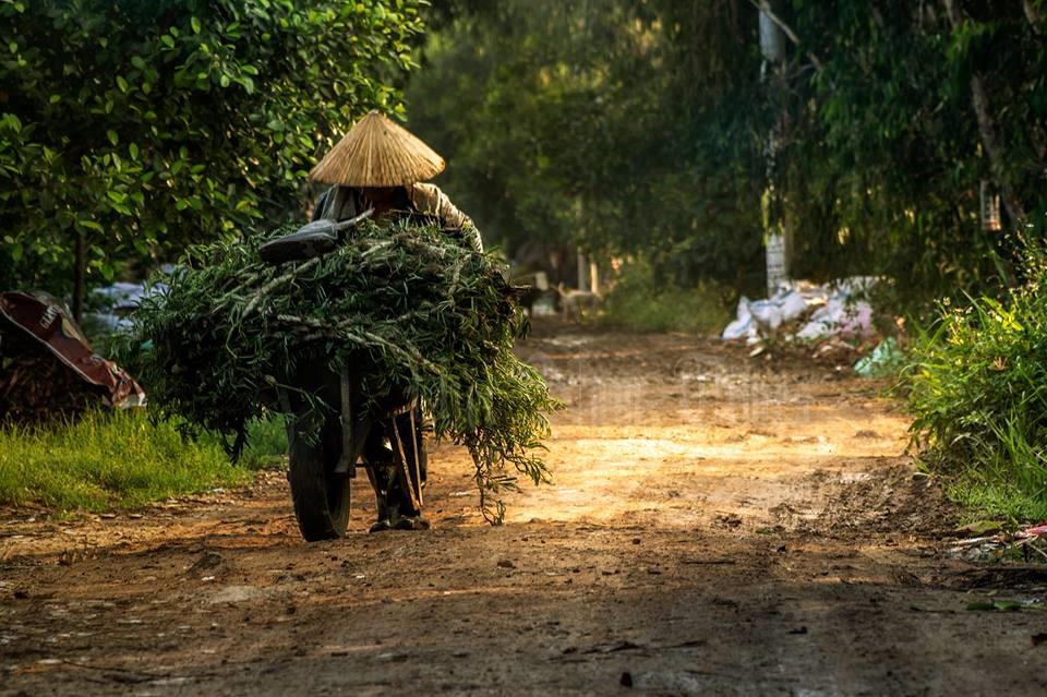 Rau[-]nhút[-]-[-]một[-]đời[-]xanh[-]rêu