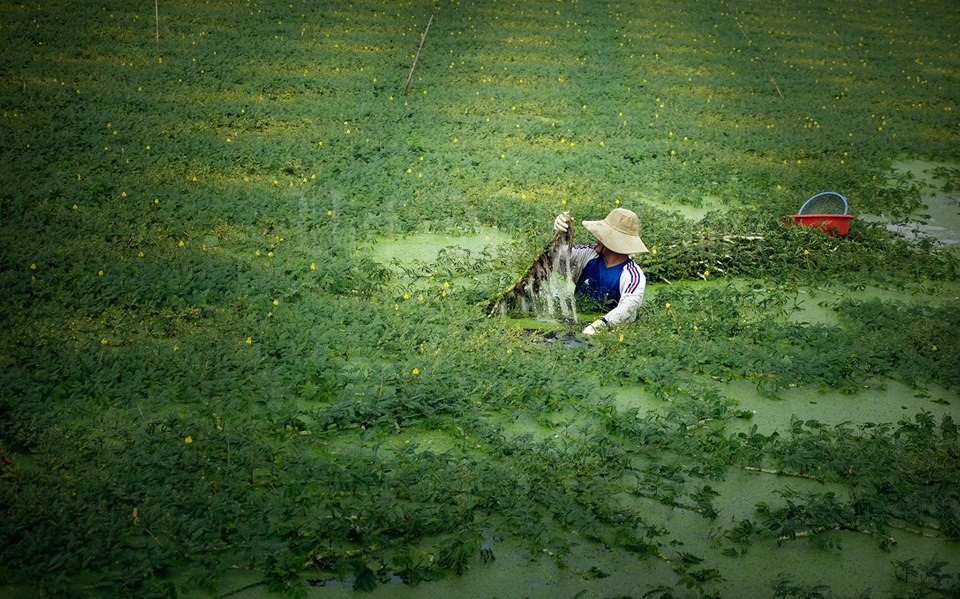 Rau[-]nhút[-]-[-]một[-]đời[-]xanh[-]rêu