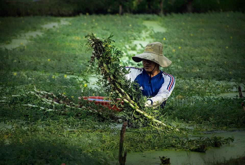 Rau[-]nhút[-]-[-]một[-]đời[-]xanh[-]rêu