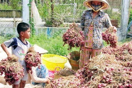 Dùng[-]độc[-]chất[-]bảo[-]quản[-]hành,[-]800[-]người[-]bị[-]mù