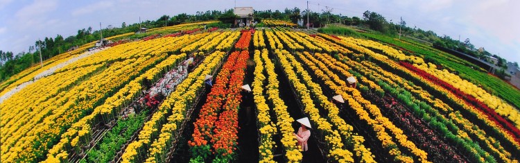 Sạt[-]lở[-]nghiêm[-]trọng,[-]nguy[-]cơ[-]“xóa[-]sổ”[-]làng[-]hoa[-]An[-]Thạnh,[-]An[-]Giang[-]