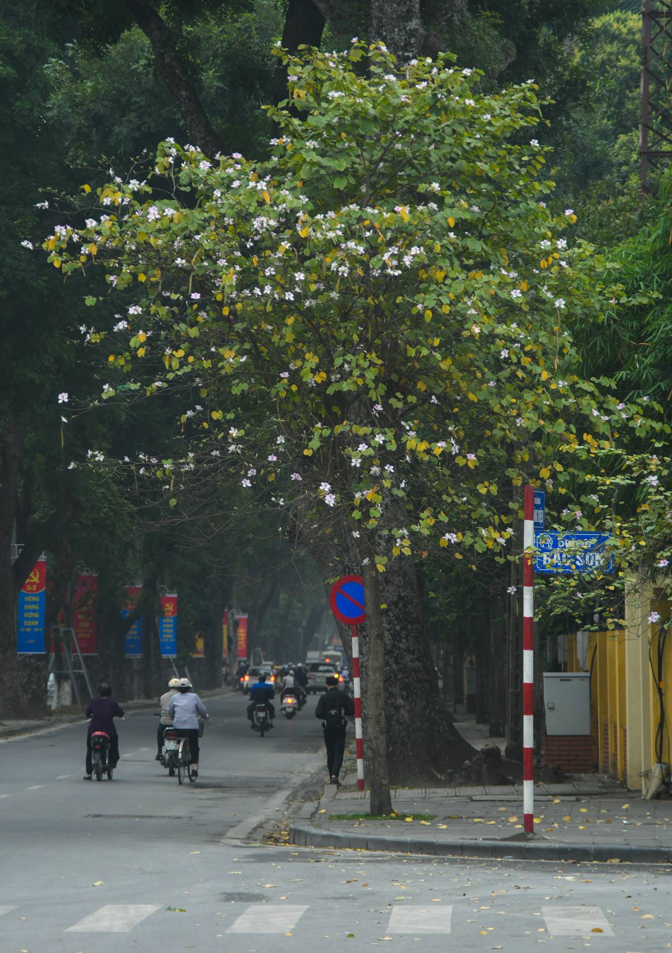 Hoa[-]ban[-]nở[-]sớm[-]khoe[-]sắc[-]giữa[-]trời[-]xuân[-]Hà[-]Nội