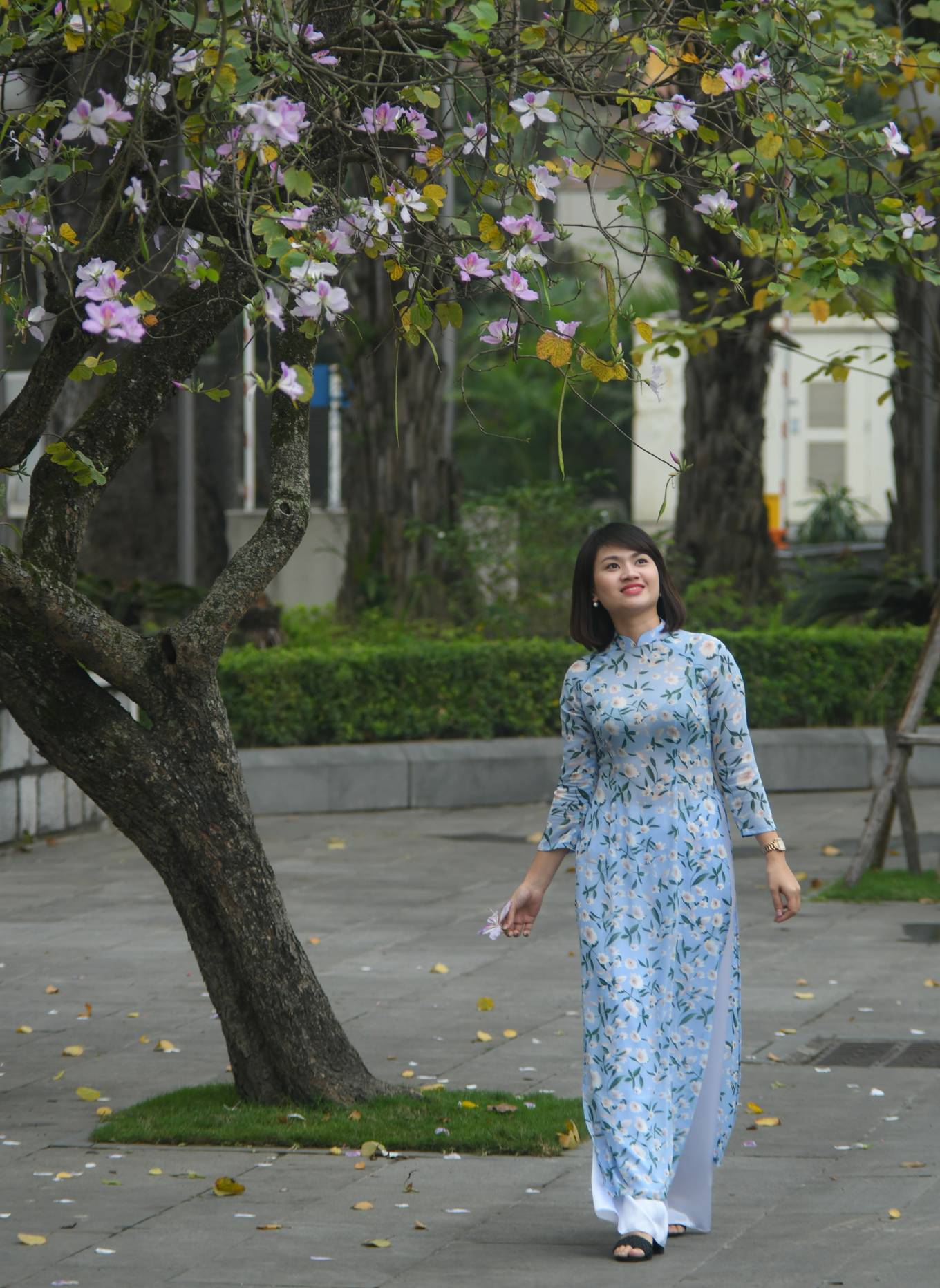 Hoa[-]ban[-]nở[-]sớm[-]khoe[-]sắc[-]giữa[-]trời[-]xuân[-]Hà[-]Nội