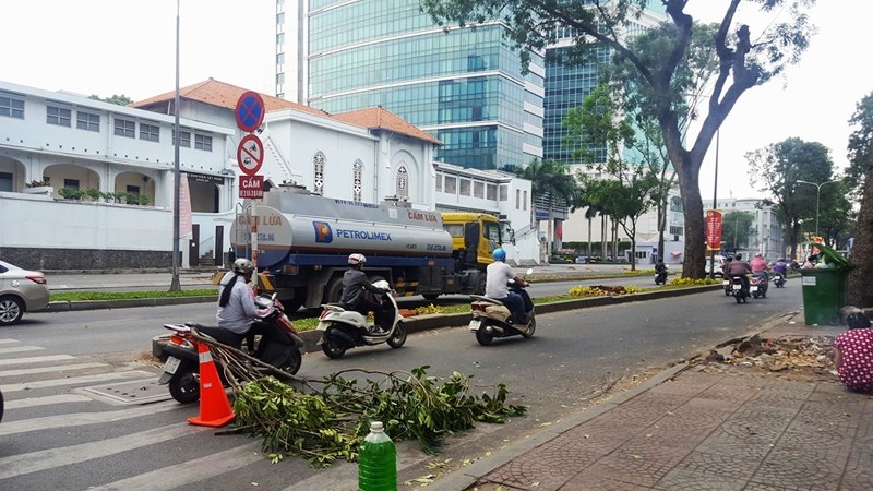 Ai[-]là[-]người[-]đặt[-]hoa[-]hồng[-]ở[-]mỗi[-]gốc[-]cây[-]bị[-]chặt?