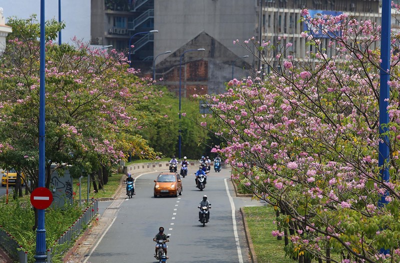 Ngắm[-]hoa[-]kèn[-]hồng[-]nở[-]rộ[-]giữa[-]Sài[-]Gòn