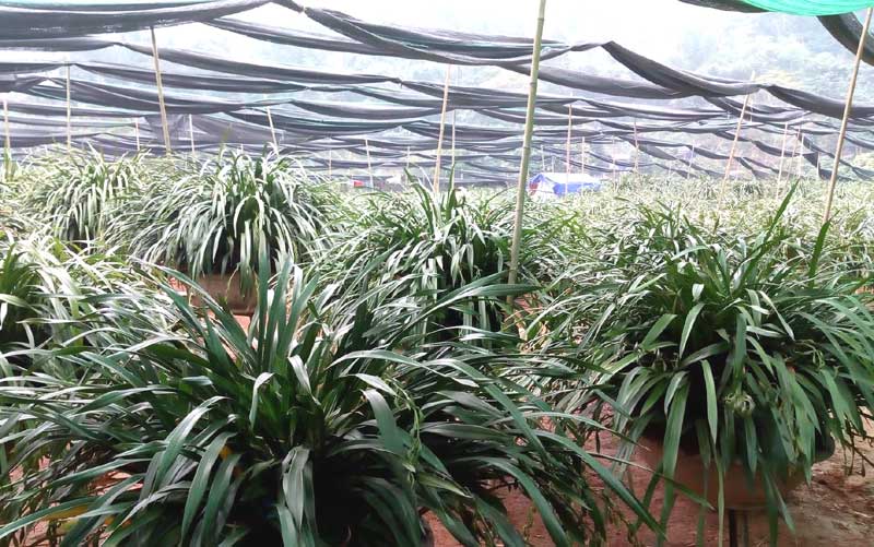 Đại[-]gia[-]bỏ[-]1[-]tỷ[-]chơi[-]hoa[-]lan[-]huyền[-]thoại:[-]Tết[-]chỉ[-]cần[-]thế[-]là[-]đủ