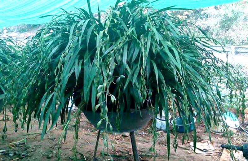 Đại[-]gia[-]bỏ[-]1[-]tỷ[-]chơi[-]hoa[-]lan[-]huyền[-]thoại:[-]Tết[-]chỉ[-]cần[-]thế[-]là[-]đủ