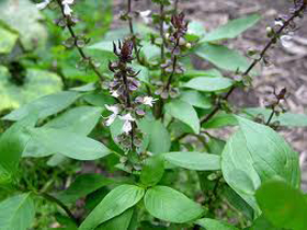  Cây[-]húng[-]chanh