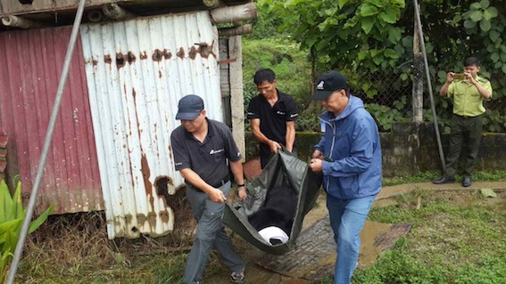 Cứu[-]hộ[-]thành[-]công[-]một[-]cá[-]thể[-]gấu[-]ngựa[-]tại[-]thị[-]trấn[-]Sìn[-]Hồ,[-]Lai[-]Châu