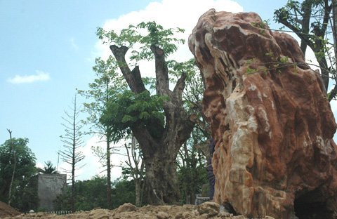 Cây[-]sưa[-]trăm[-]tuổi[-]và[-]hòn[-]đá[-]quý[-]trong[-]khu[-]nhà[-]vườn[-](Ảnh:[-]GDVN)