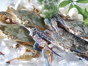 Hải[-]sản[-]phải[-]cấp[-]đông[-]đùng[-]cách[-]mới[-]giữ[-]được[-]tươi[-]ngon.
