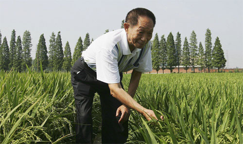 Giải[-]mã[-]bí[-]mật[-]trồng[-]lúa[-]bằng…[-]nước[-]nhiễm[-]mặn