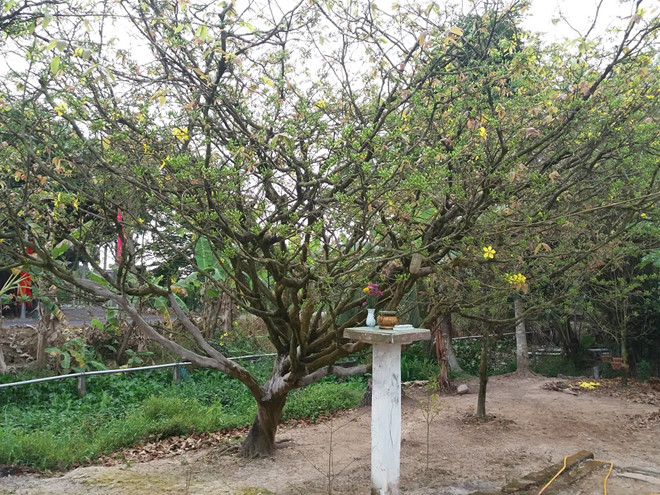 Cây[-]mai[-]có[-]gốc[-]to[-]như[-]thân[-]người,[-]giá[-]2[-]tỷ[-]đồng[-]chủ[-]không[-]cho[-]“rớ“