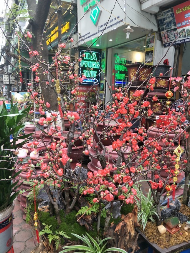 Mai[-]đỏ[-]Trung[-]Quốc[-]để[-]mấy[-]tháng[-]không[-]tàn,[-]về[-]chợ[-]Việt[-]giá[-]tiền[-]triệu