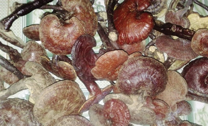 Những[-]thảo[-]mộc[-]nào[-]có[-]thể[-]chữa[-]được[-]ung[-]thư?
