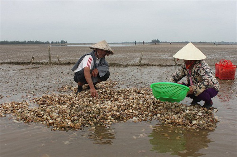 Trà[-]Vinh:[-]Gần[-]300[-]ha[-]nghêu[-]ở[-]xã[-]Long[-]Hòa[-]bị[-]chết[-]trắng