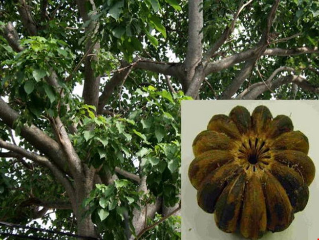 Trái[-]ngô[-]đồng[-]có[-]chất[-]gì[-]khiến[-]người[-]ăn[-]bị[-]ngộ[-]độc?