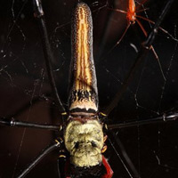 Nhện[-]Nephila[-]Philipes[-]cái[-]cũng[-]có[-]cơ[-]chế[-]tự[-]niêm[-]phong[-]để[-]tránh[-]phải[-]làm[-]chuyện[-]ấy[-]khi[-]không[-]thích