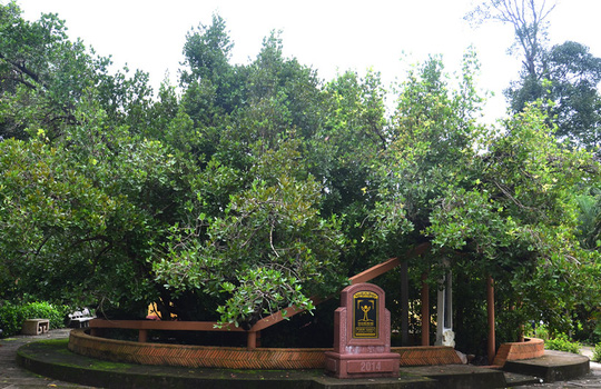 Có[-]thật[-]cây[-]bạch[-]mai[-]cổ[-]300[-]năm[-]tuổi[-]ở[-]Bến[-]Tre