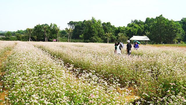 Cánh[-]đồng[-]hoa[-]tam[-]giác[-]mạch[-]nở[-]rộ[-]tại[-]Hà[-]Nội