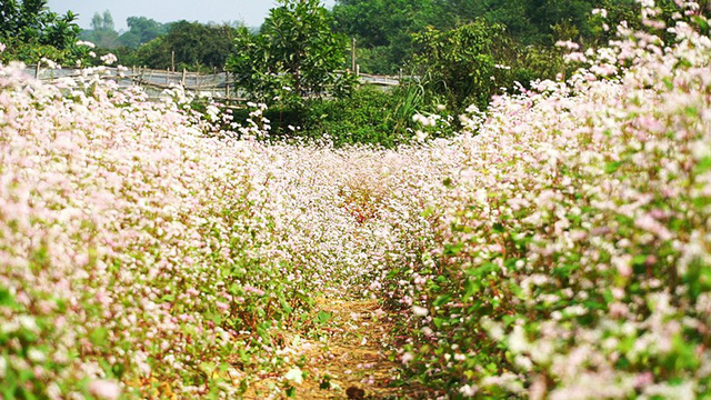 Cánh[-]đồng[-]hoa[-]tam[-]giác[-]mạch[-]nở[-]rộ[-]tại[-]Hà[-]Nội