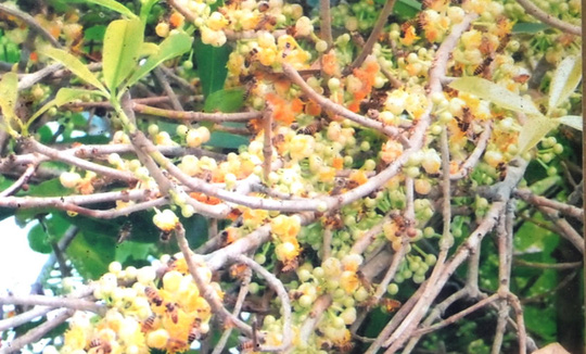 Có[-]thật[-]cây[-]bạch[-]mai[-]cổ[-]300[-]năm[-]tuổi[-]ở[-]Bến[-]Tre