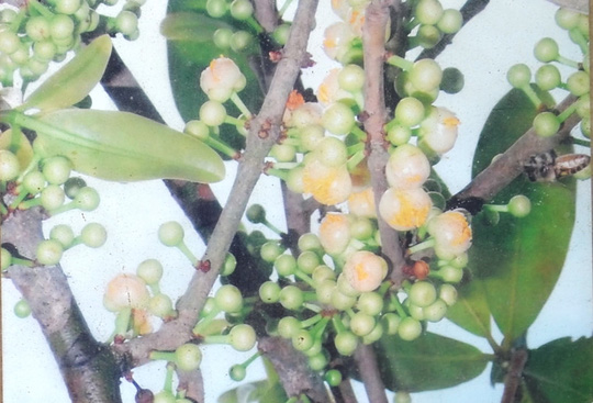 Có[-]thật[-]cây[-]bạch[-]mai[-]cổ[-]300[-]năm[-]tuổi[-]ở[-]Bến[-]Tre