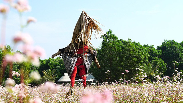 Cánh[-]đồng[-]hoa[-]tam[-]giác[-]mạch[-]nở[-]rộ[-]tại[-]Hà[-]Nội