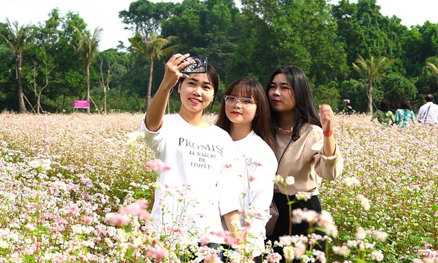 Cánh[-]đồng[-]hoa[-]tam[-]giác[-]mạch[-]nở[-]rộ[-]tại[-]Hà[-]Nội